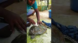 ¡Tortuga Rescatada 🐢 ¿Qué Tenía en Su Caparazón 🤯tortuga rescate animales tendencias [upl. by Batista]