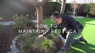 How to maintain  Festuca [upl. by Hennessy]