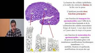 Histologie de lappareil génital masculin  Pr A Fakhri [upl. by Kurtis]