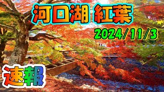 河口湖紅葉まつり 速報もみじ回廊 kawaguchiko Autumn Leaves 河口湖紅葉 河口湖ライブカメラ もみじ回廊 [upl. by Korrie]