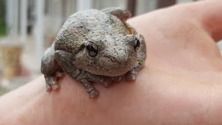 Perons Tree Frog Litoria peronii [upl. by Boleslaw]