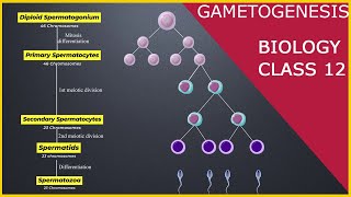 GAMETOGENESIS  Human Reproduction  Class 12 [upl. by Brittaney]