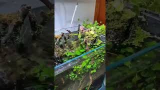 🌿¡Hydrocotyle verticillata se apodera del acuario [upl. by Anuayek431]