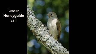 Lesser Honeyguide call [upl. by Akoek]