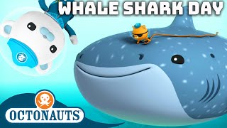 ​Octonauts  🐋 Happy International Whale Shark Day 🦈  60 Mins Compilation [upl. by Nemrac]