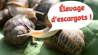 Comment élever des escargots à la maison [upl. by Dira]