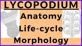 Lycopodium Pteridophyte Plant Morphology Anatomy Biological Life cycle Diagram  Plant Kingdom [upl. by Sacken]