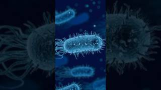 Las Bacterias 🦠 ¡Organismos Unicelulares bacteria organismocuriosidades shortsshortshortvideo [upl. by Charla]