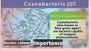 Cyanobacteria ppt  salient features and biological importance of cyanobacteria neet 2023 pyq neet [upl. by Geraud]