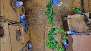 The Sounds of a Happy Budgie  Chirping Singing and Eating Greens part2 [upl. by Eelyr]