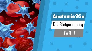 Anatomie 2go  Die Blutgerinnung Teil 13 kurz erklärt [upl. by Nnaeirual29]