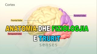 ANATOMIA DHE FIZIOLOGJIA E TRURIT  3D [upl. by Nyllij]