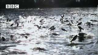 Thousands of fish leap out of water at same time  Slow Mo [upl. by Buff]