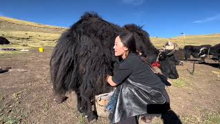 Unseen Life of Tibetan Nomads  Life in Pastoral Area [upl. by Ingeberg]