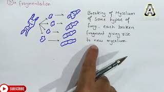 Asexual reproduction in fungi  Spores Conidia Budding And Fragmentation  Class 11 Biology [upl. by Domeniga]