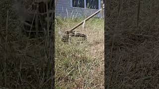 SLOW MOTION Trimmer VS Grass [upl. by Aima]