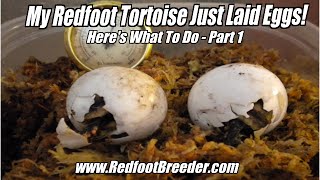 My Redfoot Tortoise Laid Eggs  Now What Part 1 [upl. by Emyam]