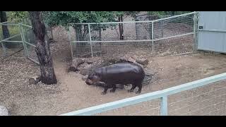 Pygmy hippo feed at Darling Downs Zoo [upl. by Hephzipa40]