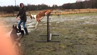 Podenco Ibicenco jumps movie 1 IBIZAN HOUND [upl. by Aikit322]