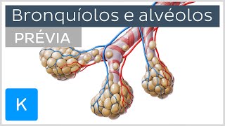 Bronquíolos e alvéolos prévia  Anatomia Humana  Kenhub [upl. by Rudy803]