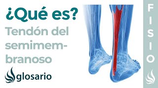 TENDÓN del SEMIMEMBRANOSO  Qué es ubicación función y tendinitis isquiotibial [upl. by Korney]