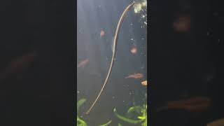 Pipefish in Planted Aquarium [upl. by Yrrab]