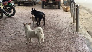 Dog fight during mating  Dogs fight with each other to mate and meet [upl. by Ha]