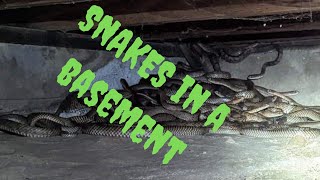 A crawl space full of snakes How many [upl. by Keefer]