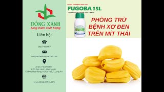 FUGOBA 1SL  PHÒNG TRỪ BỆNH XƠ ĐEN TRÊN MÍT THÁI [upl. by Rehotsirhc]