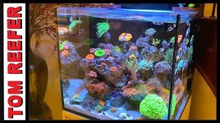 Incredible Mixed Reef  Red Sea Reefer Max E 170  45 GALLON  From Plano Texas ep3 [upl. by Aydni356]