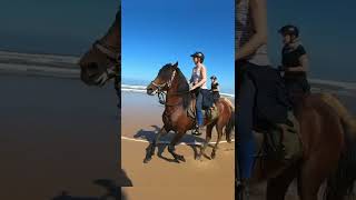 Chevaux qui galopent sur la plage 🤩 en randonnée entre Agadir et Essaouira au Maroc  Amazir Cheval [upl. by Lindahl257]