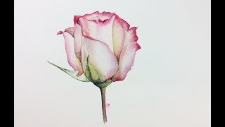 Realistic Rose in Watercolor Painting Tutorial [upl. by Kelula]