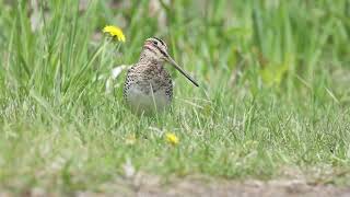 Bécassine de WilsonWilsons Snipe [upl. by Yellehs293]