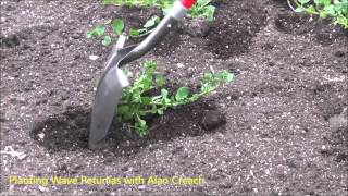 How to Plant Wave Petunias The Plant Farm® [upl. by Kenn]