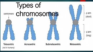 types of chromosomes in hinditelocentricmetacentricacrocentricsubmetacentric in hindi [upl. by Akessej240]