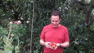 Where Do Cashews Come From A tropical fruit tree [upl. by Etterraj]