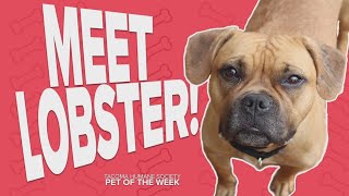 Pet Rescue of the Week Lobster [upl. by Zeta]