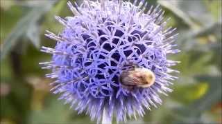 Close Up Bumble Bee Pollinating Flowers  Jason Asselin [upl. by Plafker540]