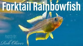 How to Breed the Forktail Rainbowfish Pseudomugil Furcatus [upl. by Melosa271]