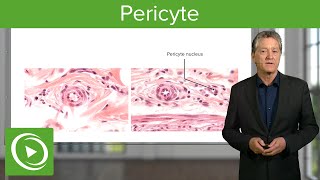 Pericyte Definition Structure amp Function – Histology  Lecturio [upl. by Gershon]