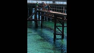 Wallaroo jetty jump [upl. by Ladnar]