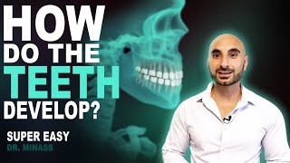 Embryology of the Teeth Easy to Understand [upl. by Gerbold197]