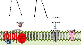 Metoprolol  Mechanism of Action [upl. by Laurentium548]