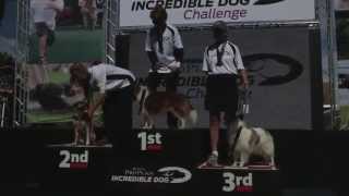 The 2013 Purina® Pro Plan® Incredible Dog Challenge Western Regionals [upl. by Negem]