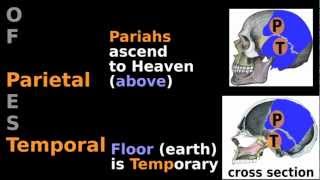 Skull Anatomy Mnemonic 13 Bone Tutorial Neurocranium Sphenoid Ethmoid Parietal Temporal Bones [upl. by Gaddi436]