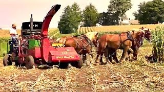 Amish Farmer with 8 Horse Hitch Chopping Silage [upl. by Ahern]