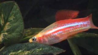 Livebearing Fish Aquarium  Swordtails Guppies Mollies Platies Catfish [upl. by Pontone]