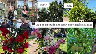 Chia sẻ xịt thuốc cho bệnh cháy lá rất hiệu quả amp Ngắm Vườn hoa hồng ❤️🥰 513 [upl. by Elianore929]