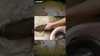 fishing trick 10 fish in one go microfacts [upl. by Dnomsad]