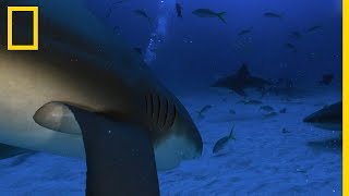 Un requin bordé croise la route dun requin bouledogue [upl. by Nylecaj185]